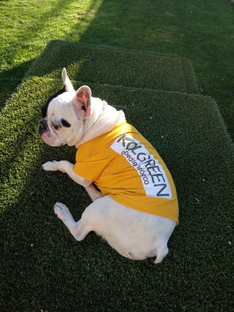 Césped artificial para mascotas. ¿Un mito?