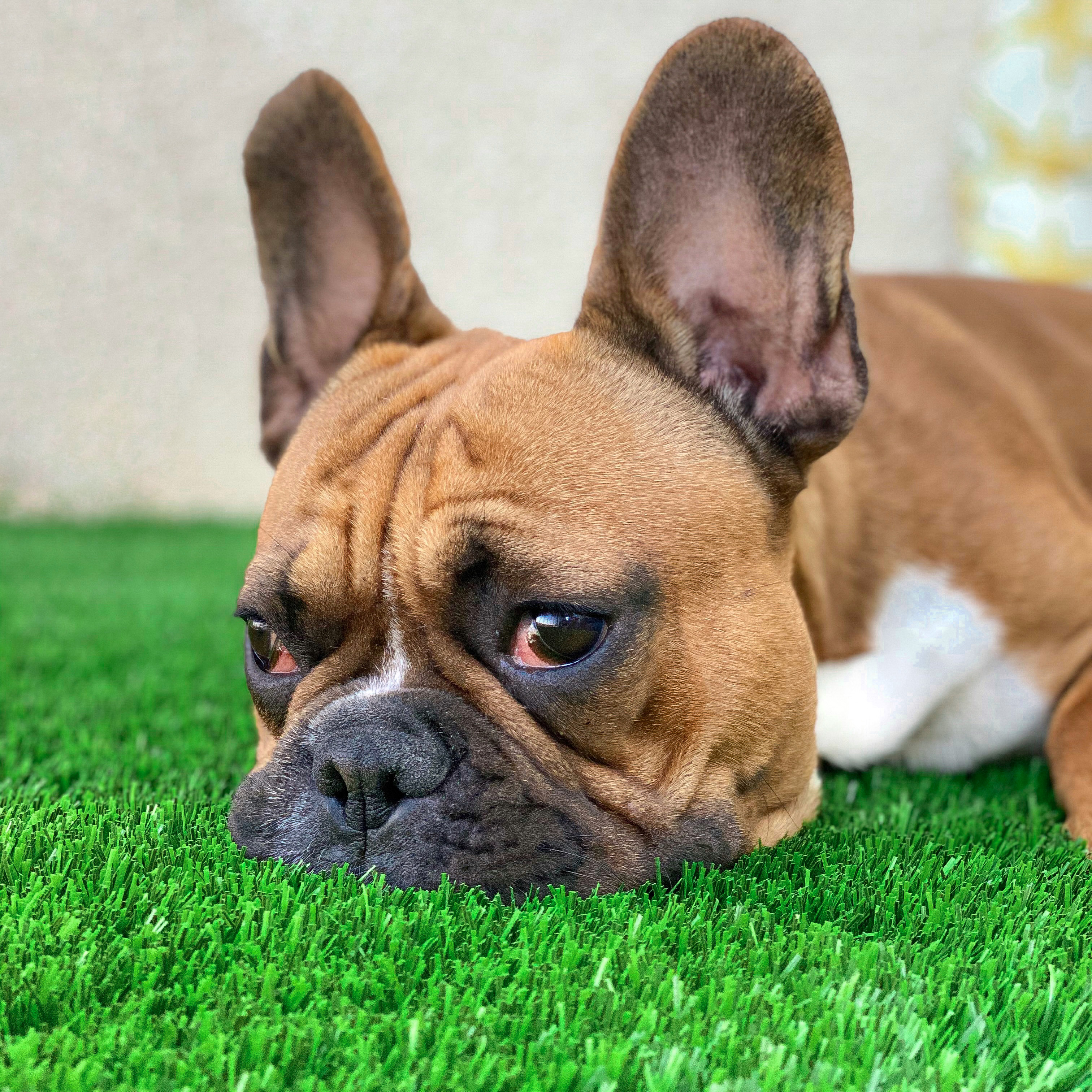 CESPED-ESPECIAL-MASCOTAS