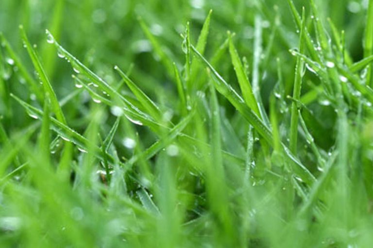 Cómo afecta la lluvia al césped artificial de terrazas